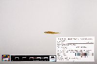 Notropis heterolepis image