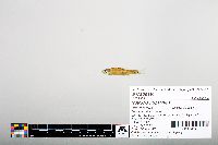 Notropis hudsonius image