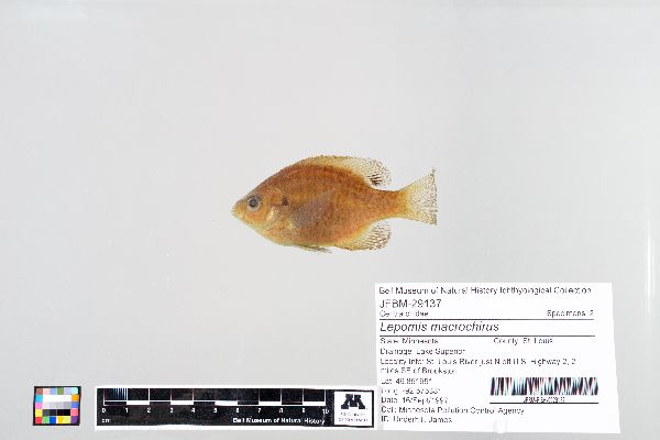 Lepomis image