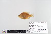 Lepomis macrochirus image