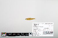Notropis hudsonius image