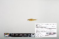Notropis hudsonius image