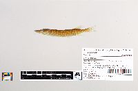 Esox lucius image