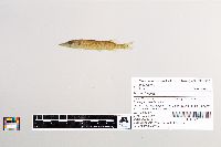 Esox lucius image