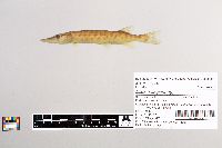 Esox masquinongy image