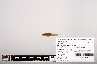 Notropis heterolepis image