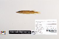 Esox lucius image