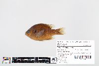Lepomis gibbosus image