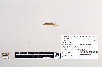 Esox lucius image