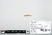 Notropis atherinoides image