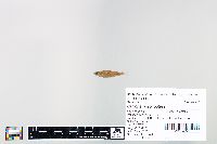 Cyprinella spiloptera image