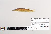Esox lucius image