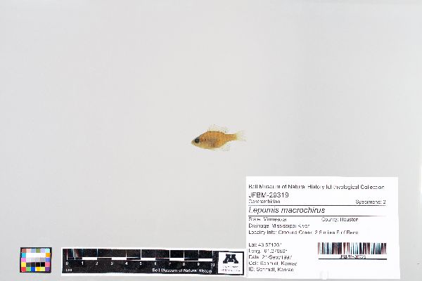 Lepomis image