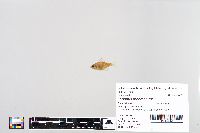 Lepomis macrochirus image
