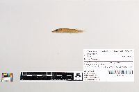 Esox lucius image