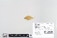 Lepomis macrochirus image