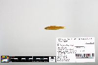 Notropis blennius image