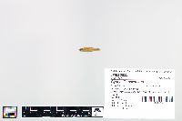 Cyprinella spiloptera image