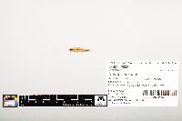 Notropis texanus image