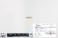 Cyprinella spiloptera image