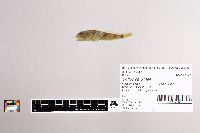 Cottus carolinae image