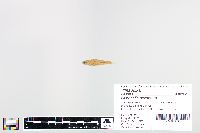 Cyprinella spiloptera image
