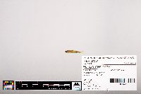 Notropis heterolepis image