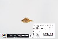 Lepomis gibbosus image
