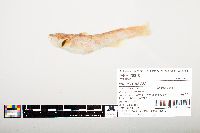 Noturus flavus image