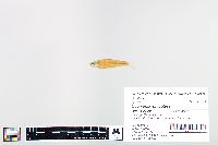 Cyprinella spiloptera image