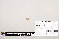 Notropis texanus image