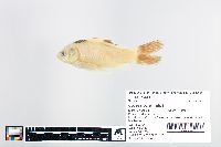 Carassius auratus image
