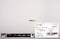 Notropis heterolepis image