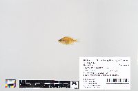 Lepomis macrochirus image