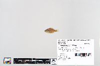 Lepomis macrochirus image