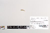 Esox lucius image