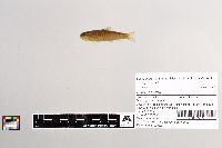 Salmo trutta image