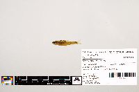 Notropis texanus image