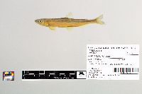 Osmerus mordax image