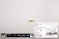 Notropis heterolepis image