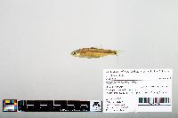 Notropis hudsonius image
