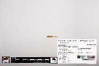 Notropis heterolepis image