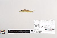 Esox lucius image