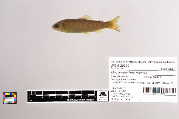 Oncorhynchus mykiss image
