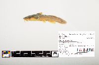 Noturus flavus image