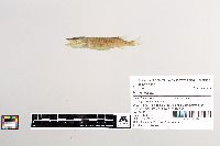 Esox lucius image