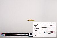 Notropis heterolepis image