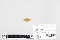 Lepomis gibbosus image