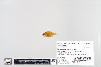 Lepomis macrochirus image