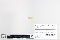 Carassius auratus image